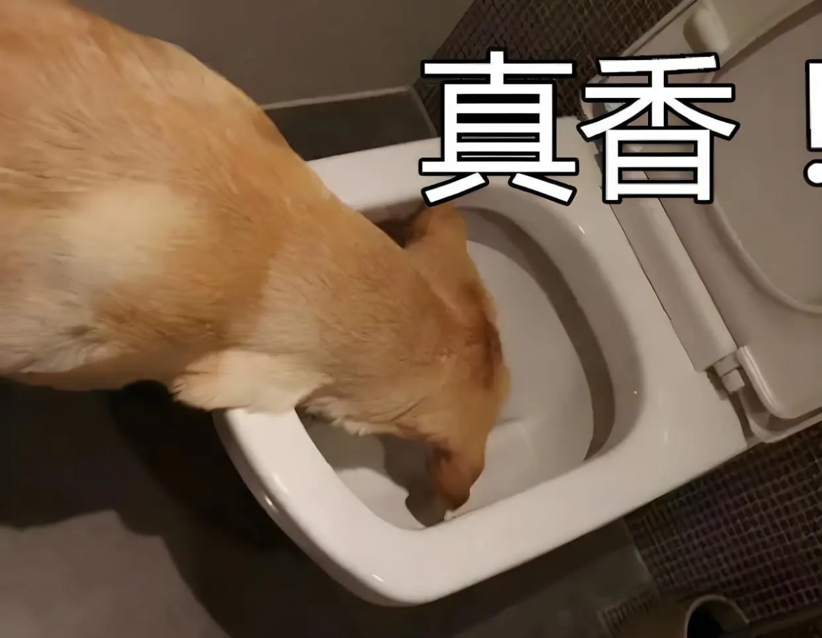 现在的开云体育招聘部都是一群狗屎管理当道!
